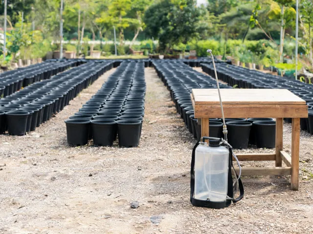 Nursery plants in rows